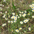 Habitusfoto Anthemis arvensis