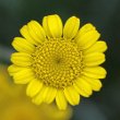 Portraitfoto Anthemis tinctoria