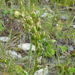 Fruchtfoto Anthericum liliago