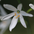 Portraitfoto Anthericum liliago