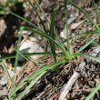 Blätterfoto Anthericum liliago