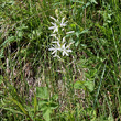 Habitusfoto Anthericum liliago