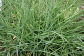 Blätterfoto Anthericum ramosum