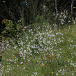 Foto von Besonderheit Anthericum ramosum