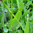 Blätterfoto Anthoxanthum odoratum