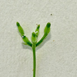 Fruchtfoto Anthriscus caucalis