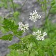 Portraitfoto Anthriscus cerefolium