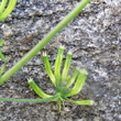 Fruchtfoto Anthriscus cerefolium