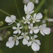 Blütenfoto Anthriscus sylvestris