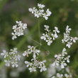 Portraitfoto Anthriscus sylvestris