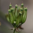 Fruchtfoto Anthriscus sylvestris