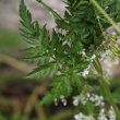 Blätterfoto Anthriscus sylvestris