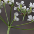 Foto von Besonderheit Anthriscus sylvestris