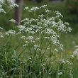 Habitusfoto Anthriscus sylvestris