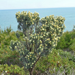 Habitusfoto Anthyllis barba-jovis