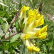 Portraitfoto Anthyllis vulneraria ssp. alpestris