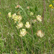 Habitusfoto Anthyllis vulneraria ssp. valesiaca