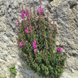 Habitusfoto Antirrhinum majus