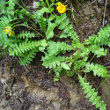 Habitusfoto Aposeris foetida