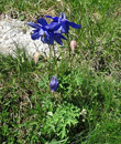 Habitusfoto Aquilegia alpina