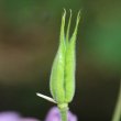 Fruchtfoto Aquilegia atrata