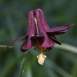 Portraitfoto Aquilegia atrata