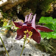 Blütenfoto Aquilegia atrata