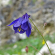 Blütenfoto Aquilegia einseleana