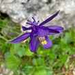 Portraitfoto Aquilegia einseleana