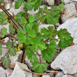 Blätterfoto Aquilegia einseleana