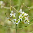 Blütenfoto Arabidopsis thaliana