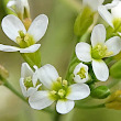 Portraitfoto Arabidopsis thaliana