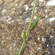 Stängel-/Stammfoto Arabidopsis thaliana