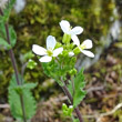 Portraitfoto Arabis alpina