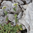 Habitusfoto Arabis alpina