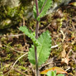 Blätterfoto Arabis alpina