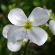 Blütenfoto Arabis alpina