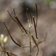 Fruchtfoto Arabis alpina