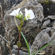 Portraitfoto Arabis bellidifolia