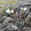 Habitusfoto Arabis bellidifolia