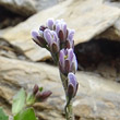 Blütenfoto Arabis caerulea