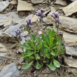 Habitusfoto Arabis caerulea