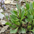 Blätterfoto Arabis caerulea