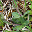 Blätterfoto Arabis ciliata
