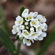 Portraitfoto Arabis ciliata