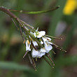 Blütenfoto Arabis ciliata