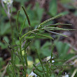 Fruchtfoto Arabis ciliata