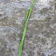 Fruchtfoto Arabis collina