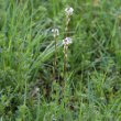 Habitusfoto Arabis hirsuta
