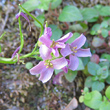 Blütenfoto Arabis rosea